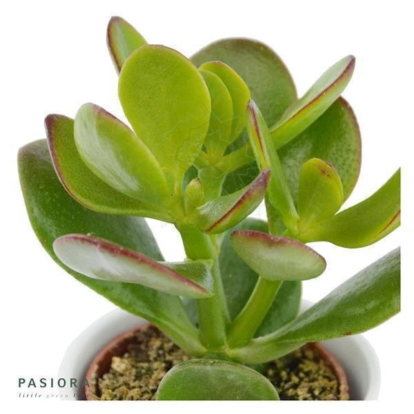 Crassula Ovata - 6cm 4 Crassula Ovata - 6cm - Image 2