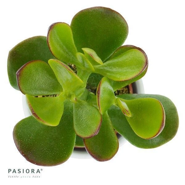 Crassula Ovata - 6cm 3 Crassula Ovata - 6cm