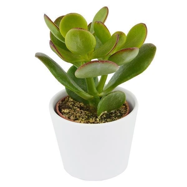 Crassula Ovata - 6cm 5 Crassula Ovata - 6cm - Image 3