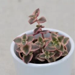 Crassula Pellucida Ssp. Marginalis - 5,5cm
