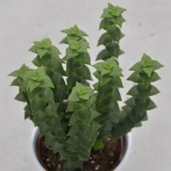 Crassula Perforata - 8,5cm -Gartenbedarf Verkäufe 2024 crassula perforata 8cm