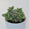 Crassula Perforata Azul - 5,5cm 1 Crassula Perforata Azul - 5,5cm -Gartenbedarf Verkäufe 2024 crassula perforata azul 5cm