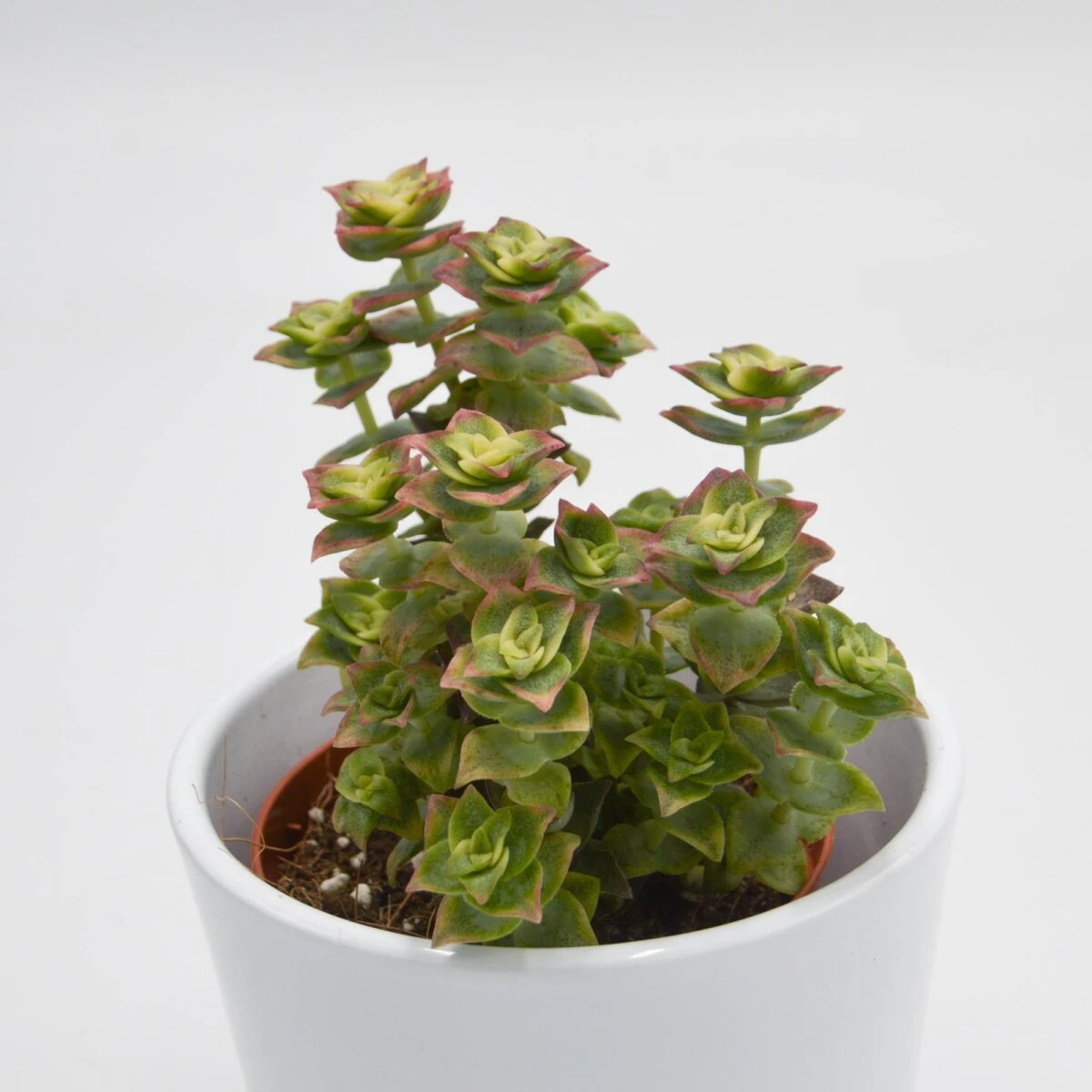 Crassula Perforata Variegata - 8,5cm 3 Crassula Perforata Variegata - 8,5cm