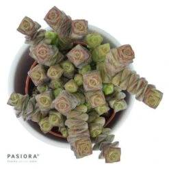 Crassula Rupestris Subsp. Marnieriana - 6cm -Gartenbedarf Verkäufe 2024 crassula rupestris subsp marnieriana 6cm2