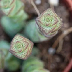 Crassula Rupestris Subsp. Marnieriana - 6cm -Gartenbedarf Verkäufe 2024 crassula rupestris subsp marnieriana 6cm5