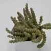 Crassula Rupestris Subsp. Marnieriana - 8,5cm