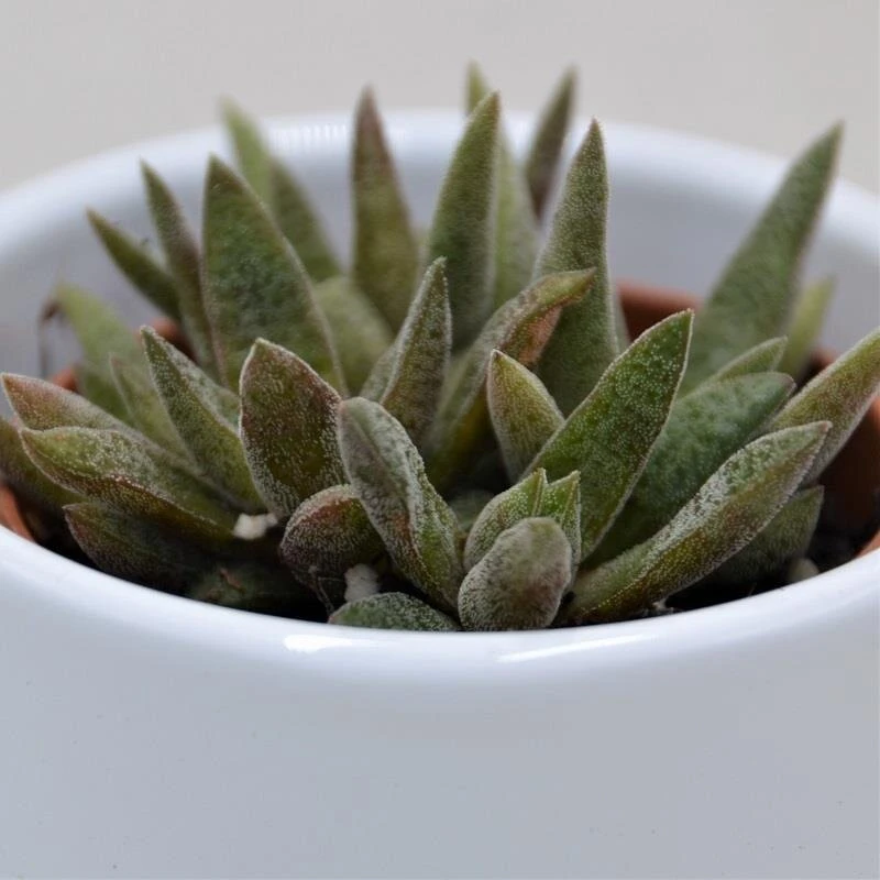 Crassula Schmidtii - 6cm 3 Crassula Schmidtii - 6cm