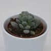Crassula Tecta - 8,5cm