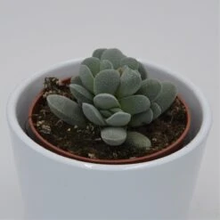 Crassula Tecta - 8,5cm