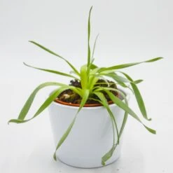 Cyrtanthus Spiralis - 8,5cm -Gartenbedarf Verkäufe 2024 cyrtanthus spiralis 8cm3