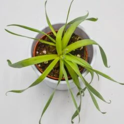 Cyrtanthus Spiralis - 8,5cm -Gartenbedarf Verkäufe 2024 cyrtanthus spiralis 8cm4