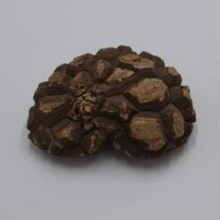 Dioscorea Mexicana - Caudex Ø 10 - 12cm