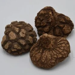 Dioscorea Mexicana - Caudex Ø 10 - 12cm -Gartenbedarf Verkäufe 2024 dioscorea mexicana caudex 10 12cm4