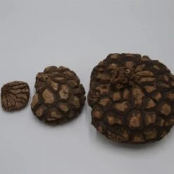 Dioscorea Mexicana - Caudex Ø 10 - 12cm -Gartenbedarf Verkäufe 2024 dioscorea mexicana caudex 10 12cm5