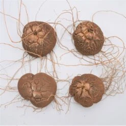 Dioscorea Elephantipes - Caudex Ø 5 - 7cm