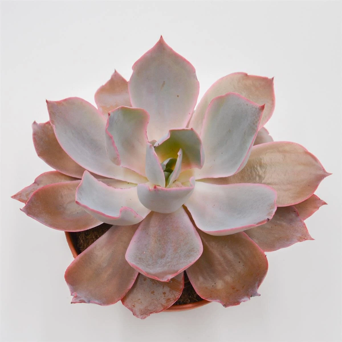 Echeveria Afterglow - 15cm 6 Echeveria Afterglow - 15cm - Image 4