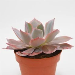 Echeveria Afterglow - 15cm 8 Echeveria Afterglow - 15cm -Gartenbedarf Verkäufe 2024 echeveria afterglow 15cm2
