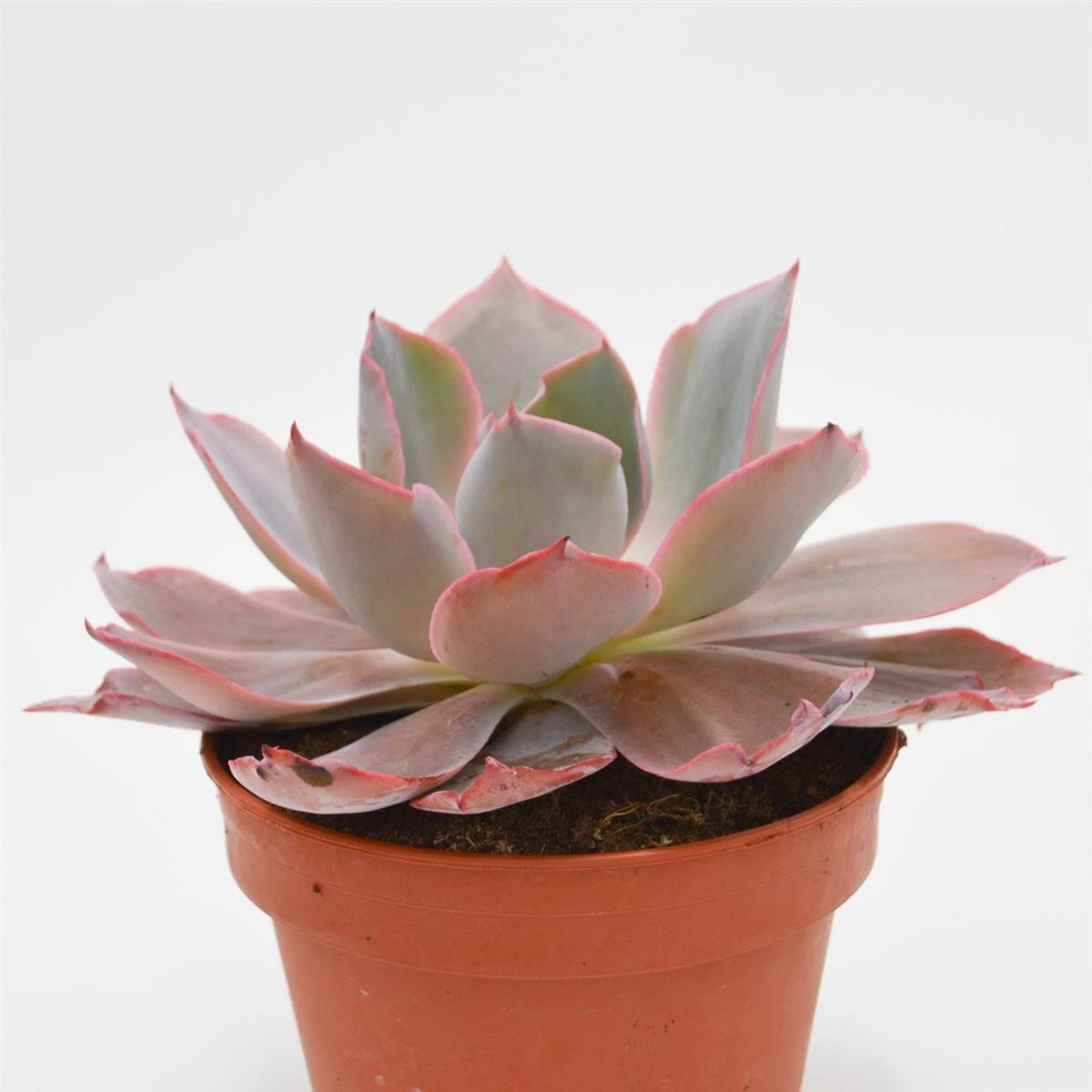 Echeveria Afterglow - 15cm 5 Echeveria Afterglow - 15cm - Image 3