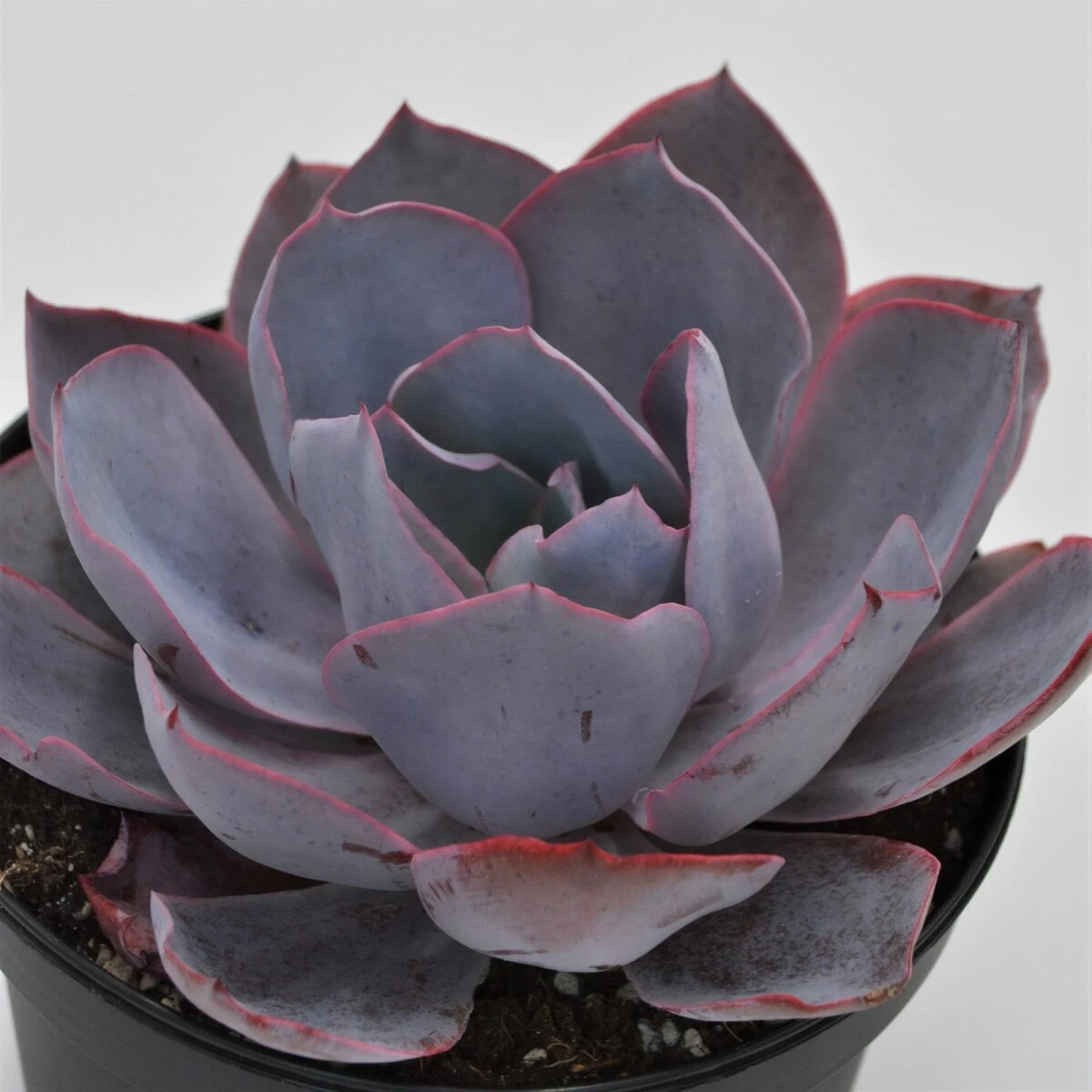 Echeveria Afterglow - 15cm 4 Echeveria Afterglow - 15cm - Image 2