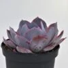 Echeveria Afterglow - 15cm 1 Echeveria Afterglow - 15cm -Gartenbedarf Verkäufe 2024 echeveria afterglow 15cm4