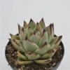 Echeveria Agavoides Ebony - 8,5cm 1 Echeveria Agavoides Ebony - 8,5cm -Gartenbedarf Verkäufe 2024 echeveria agavoides ebony 8cm3