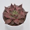Echeveria Agavoides Mars - 10,5cm