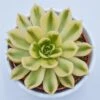 Echeveria Agavoides Mira F. Variegata - 10,5cm