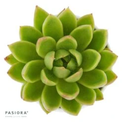 Echeveria Agavoides Miranda - 6cm -Gartenbedarf Verkäufe 2024 echeveria agavoides miranda 6cm