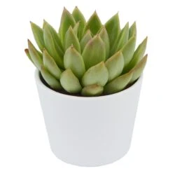 Echeveria Agavoides Miranda - 6cm