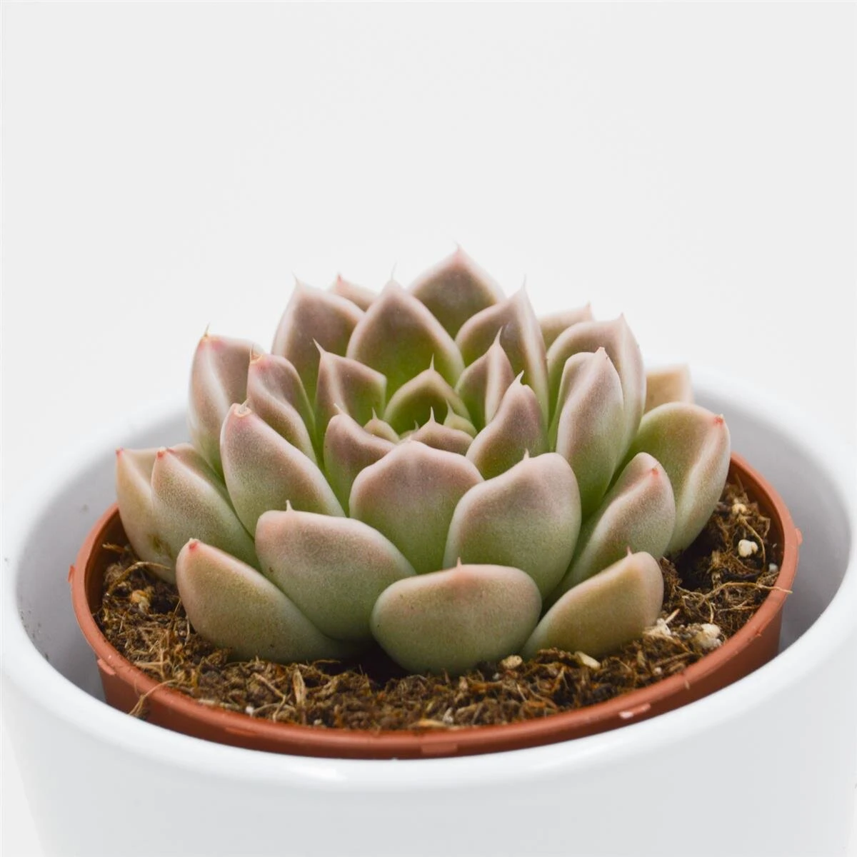 Echeveria Anubis - 8,5cm 3 Echeveria Anubis - 8,5cm