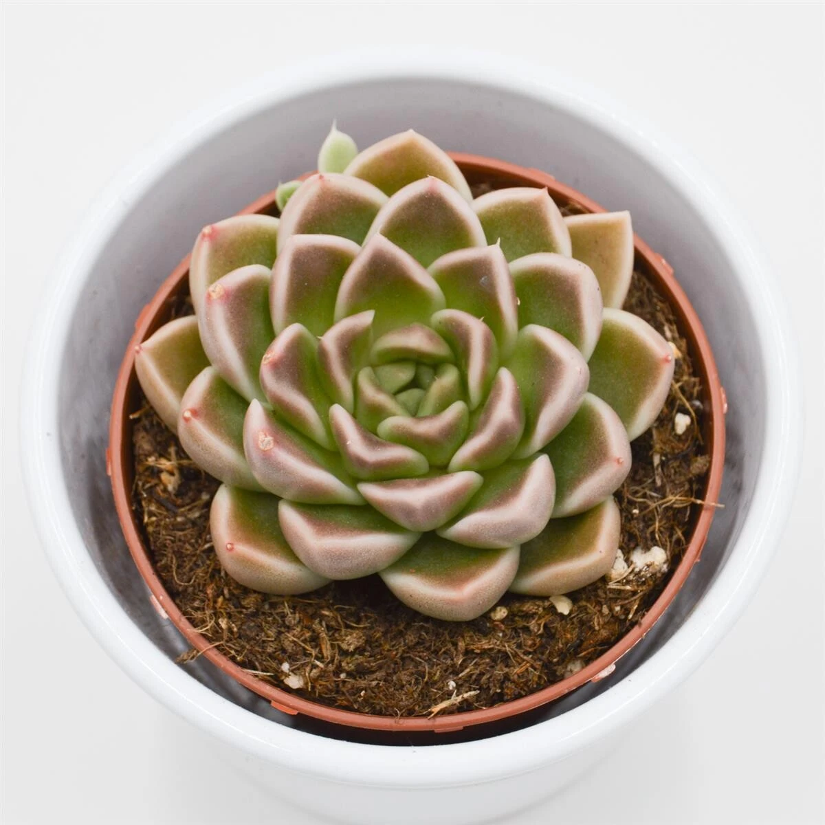 Echeveria Anubis - 8,5cm 4 Echeveria Anubis - 8,5cm - Image 2