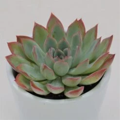 Echeveria Apus - 6cm -Gartenbedarf Verkäufe 2024 echeveria apus 6cm