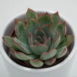 Echeveria Apus - 6cm -Gartenbedarf Verkäufe 2024 echeveria apus 6cm2