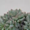 Echeveria Apus F. Cristata - 8,5cm -Gartenbedarf Verkäufe 2024 echeveria apus f cristata 8cm