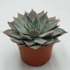 Echeveria Aquila - 10,5cm -Gartenbedarf Verkäufe 2024 echeveria aquila 10cm