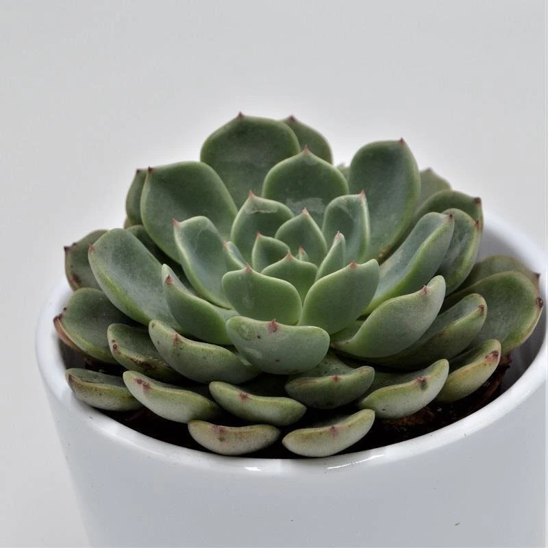 Echeveria Blue Minima - 8,5cm 3 Echeveria Blue Minima - 8,5cm