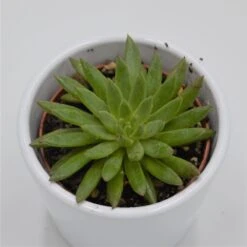 Echeveria Calderoniae - 6cm