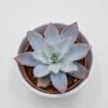 Echeveria Cante - 8,5cm