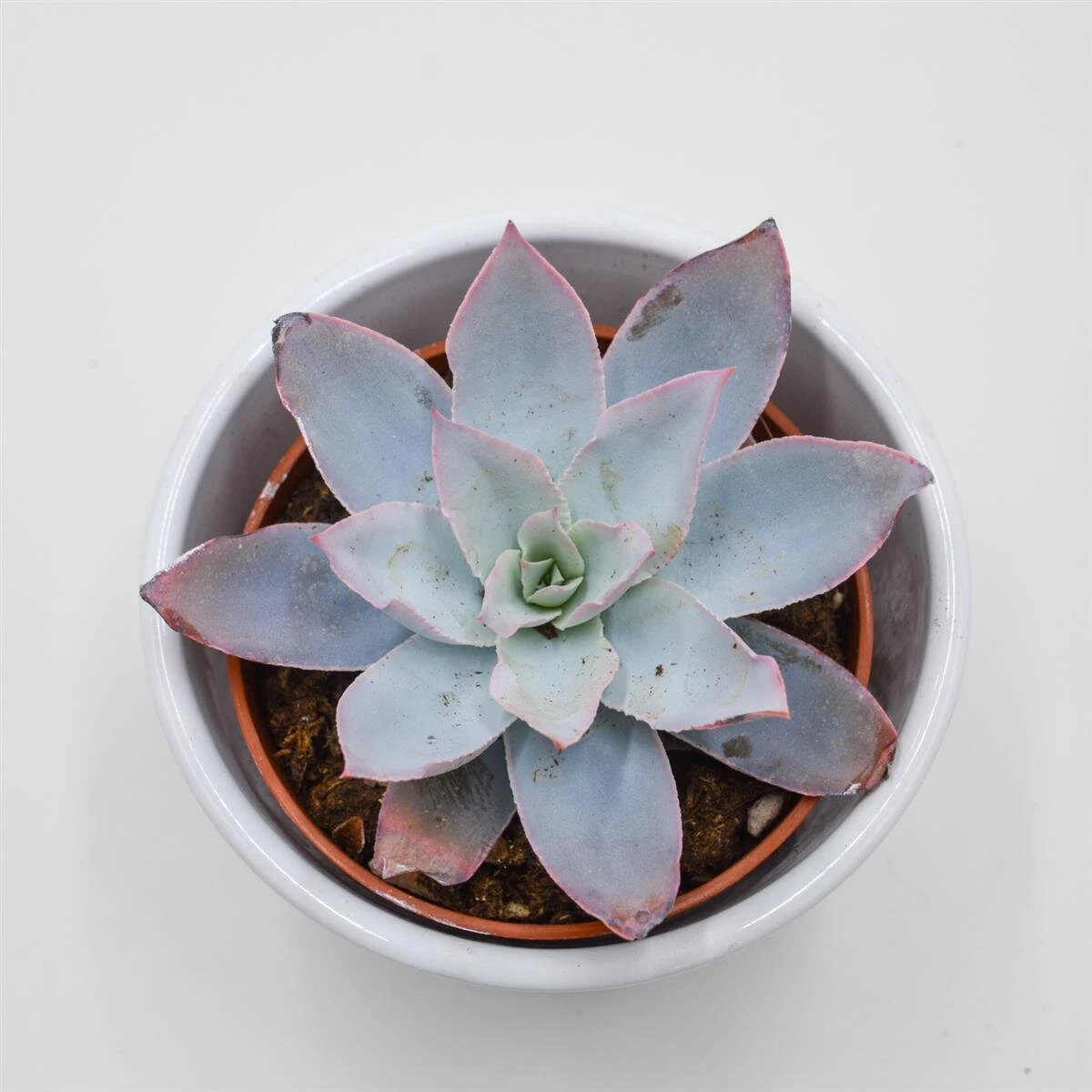 Echeveria Cante - 8,5cm 3 Echeveria Cante - 8,5cm