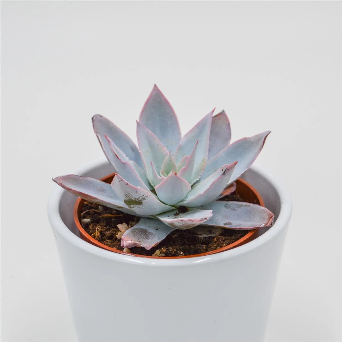 Echeveria Cante - 8,5cm 4 Echeveria Cante - 8,5cm - Image 2