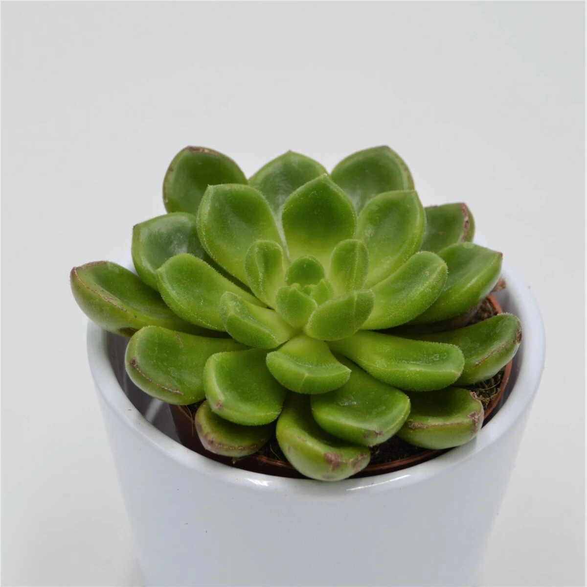 Echeveria X Cremnophila (Cremneria) Chubbs - 8,5cm 3 Echeveria X Cremnophila (Cremneria) Chubbs - 8,5cm