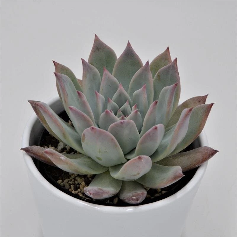 Echeveria Colorata F. Brandtii - 10,5cm 3 Echeveria Colorata F. Brandtii - 10,5cm