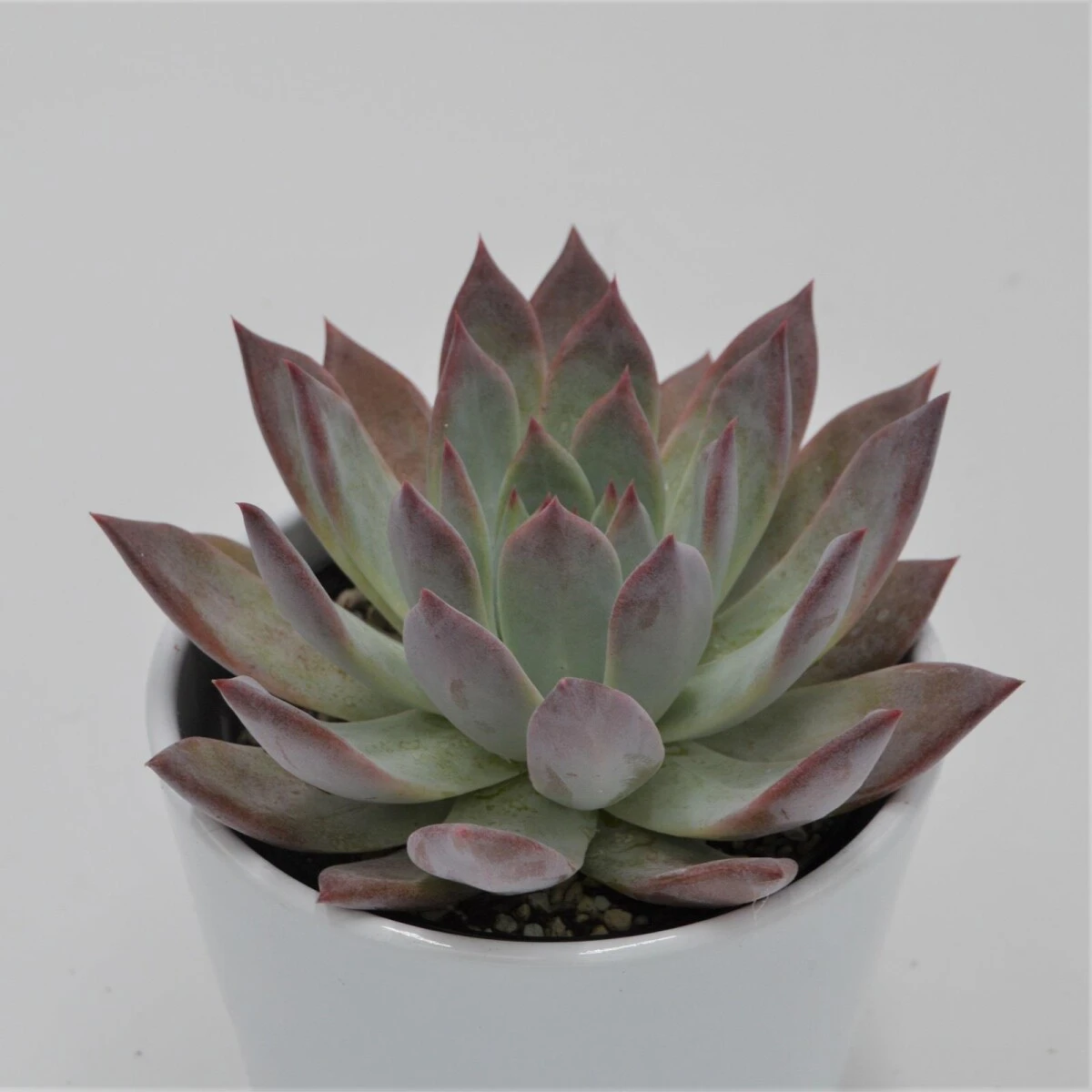 Echeveria Colorata F. Brandtii - 10,5cm 4 Echeveria Colorata F. Brandtii - 10,5cm - Image 2
