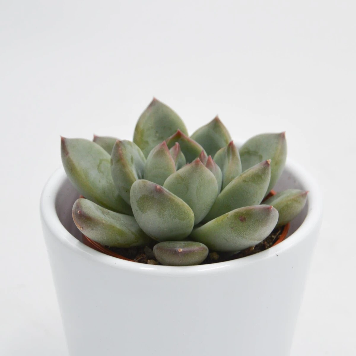 Echeveria Colorata Hybrid - 5,5cm 4 Echeveria Colorata Hybrid - 5,5cm - Image 2