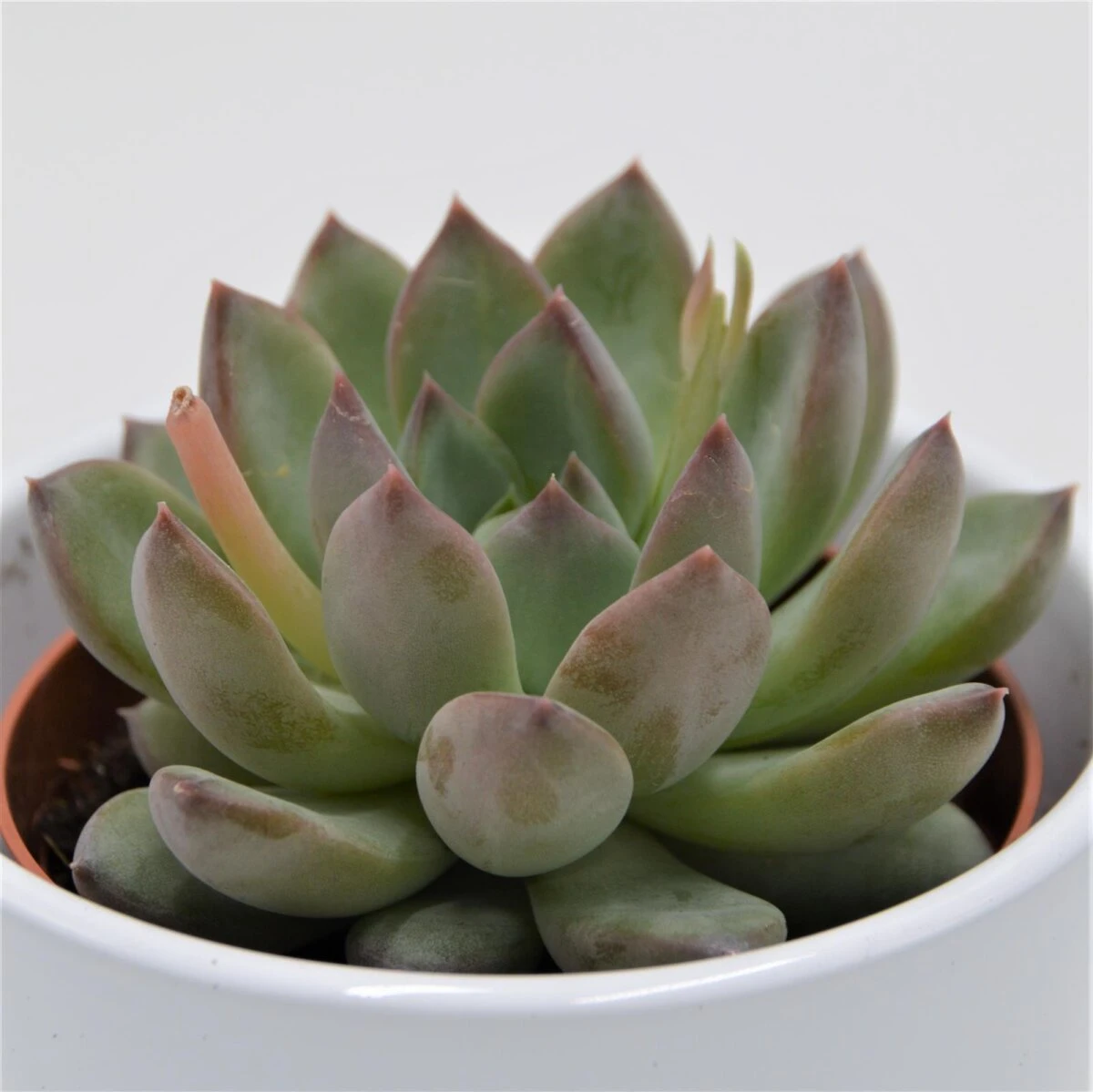 Echeveria Colorata Hybrid - 8,5cm 3 Echeveria Colorata Hybrid - 8,5cm
