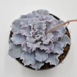 Echeveria Crispate Beauty - 13cm