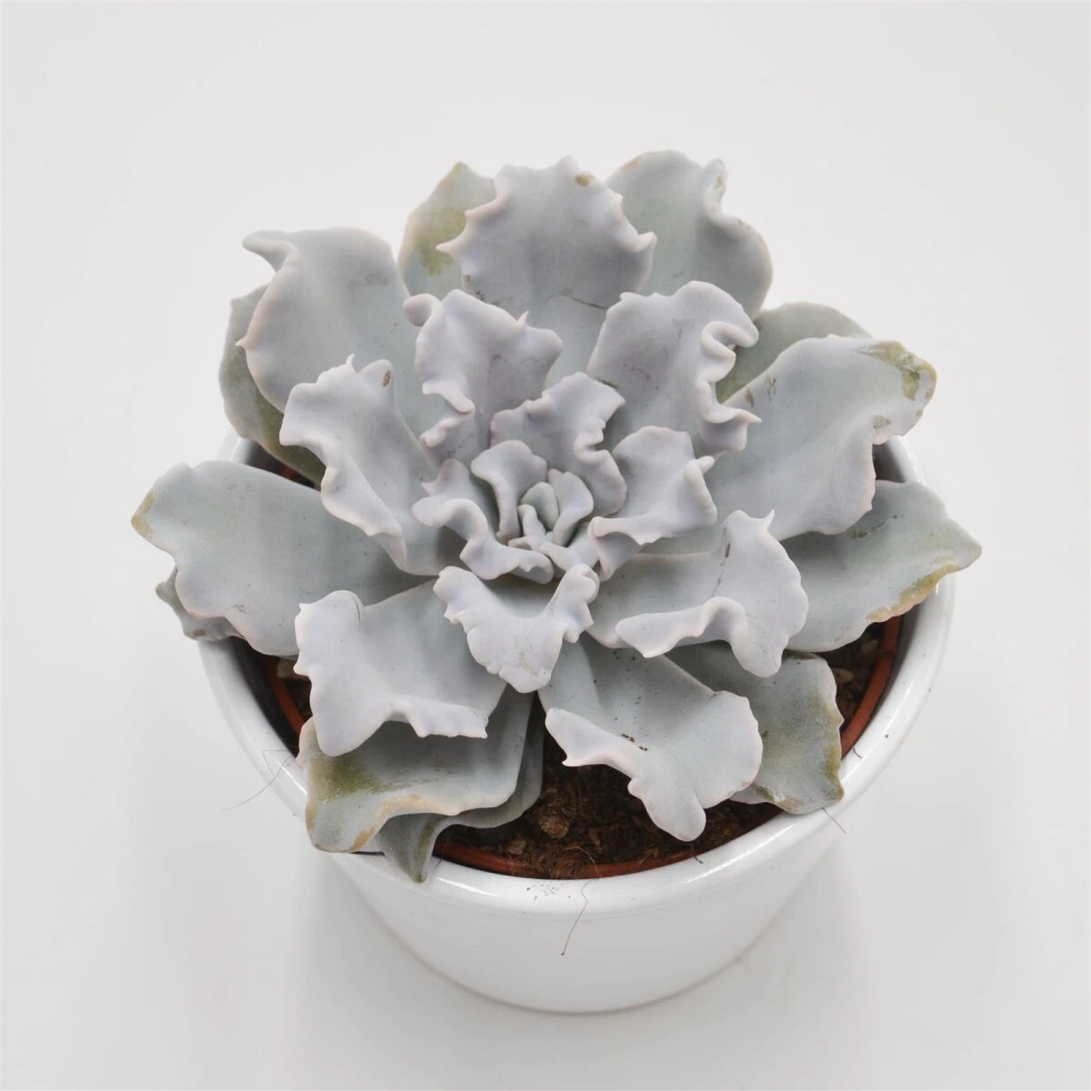 Echeveria Crispate Beauty - 10,5cm 3 Echeveria Crispate Beauty - 10,5cm