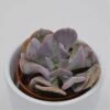 Echeveria Cubic Frost - 5,5cm