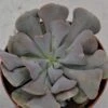 Echeveria Cubic Frost - 9cm