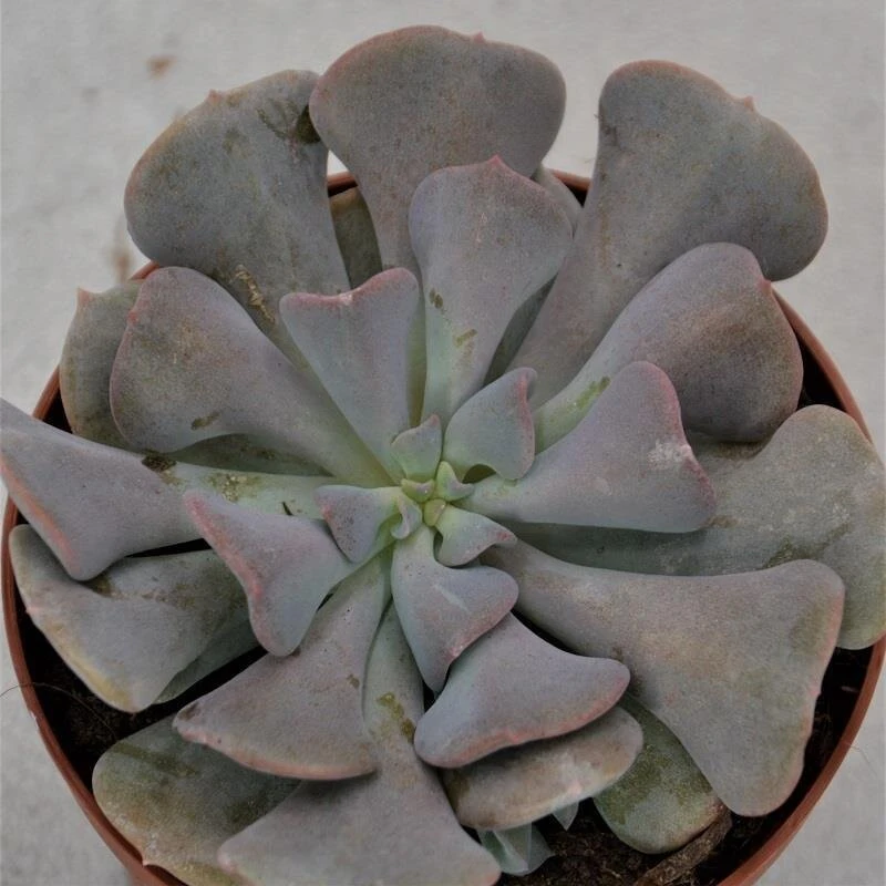 Echeveria Cubic Frost - 9cm 3 Echeveria Cubic Frost - 9cm